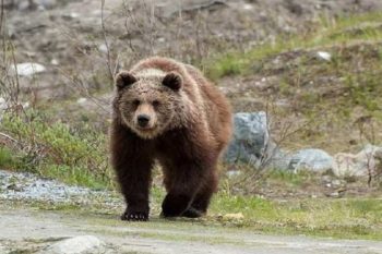 У села Аратес медведь напал на мужчину, собиравшего граб