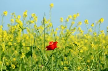 В Армении станет прохладнее