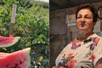 «Продукция Корнидзора пользуется большим спросом». Арбузно-перепелиный бизнес арцахской семьи