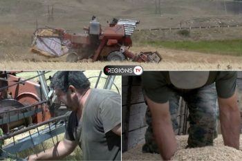 Как доставить хлеб с поля домой: страхи и проблемы сельчанина