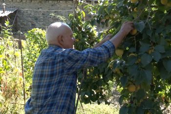 Когда возраст — всего лишь цифра: дедушка Сосик из Варданидзора и его большое хозяйство