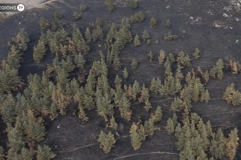 Крупномасштабные лесные пожары в Армении: где находились очаги и какие последствия они могут иметь