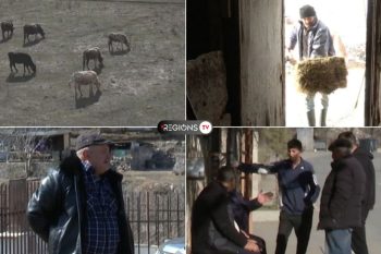 Упадок животноводства: почему в Армении уменьшается поголовье крупного рогатого скота