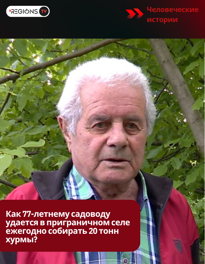 Как 77-летнему садоводу удается в приграничном селе ежегодно собирать 20 тонн хурмы?