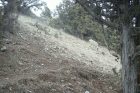 В Армении камеры государственного заповедника «Хосровский лес» зафиксировали волков