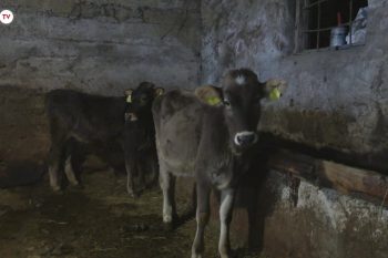 Սպանդանոցում խոշոր եղջերավորի մորթն իրականացնելու դեպքում կառավարությունը փոխհատուցում կտրամադրի