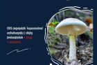 2025 թվականին արձանագրվել է սնկից թունավորման 4 դեպք՝ 4 տուժածով. ՀՀ ԱՆ