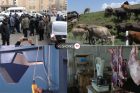 Պարտադրանքն ու տուգանքը կա, սպանդանոց չկա․ անասնապահներն ու մսավաճառները դուրս կգա՞ն փակուղուց