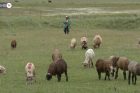 Անասնապահությունը ձեռնտու չէ, հովվի աշխատանք էլ չեն ուզում․ գյուղերի երիտասարդներն այլ ապագա են երազում