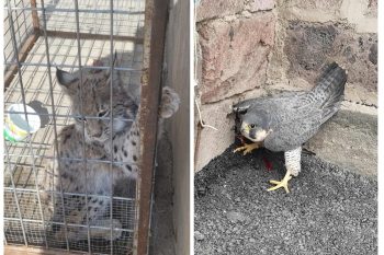 ՀՀ Կարմիր գրքում գրանցված «Սապսան» տեսակի բազեն տեղափոխվել է Էնդեմիկ և վտանգված կենդանիների պահպանման հիմնադրամի վերականգնողական կենտրոն.Լուսանը բաց է թողնվել վայրի բնություն. ԲԸՏՄ