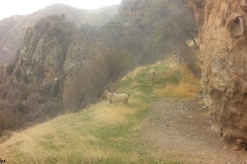 Բեզոարյան այծերը հայտնվել են «Խոսրովի անտառ» պետական արգելոցի տեսախցիկում