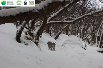 «Խոսրովի անտառ»-ում ֆոտոխցիկները լուսան են արձանագրել