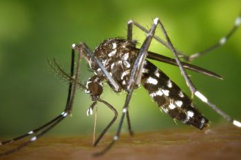 ՀՀ-ում արձանագրվել է «չիկունգունիա տենդ» հիվանդության դեպք