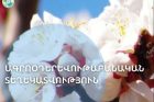 Արարատյան դաշտում դիտվել է ծիրանենու մասսայական ծաղկում
