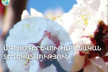 Արարատյան դաշտում դիտվել է ծիրանենու մասսայական ծաղկում