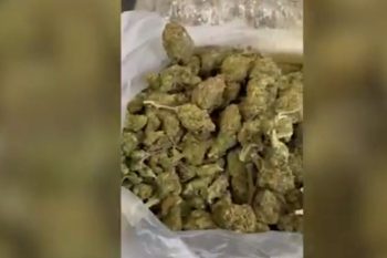 Ապօրինի թմրաշրջանառությունից հանվել է մոտ 18 կիլոգրամ մարիխուանա․ ՔՈԳՎ բացահայտումը