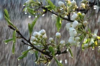 Կորոտան գարնան առաջին ամպրոպները․ Հայաստանը Միջերկրական ծովից ներթափանցած ցիկլոնի ազդեցության գոտում է