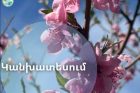 Դեղձենու մասսայական ծաղկումն Արարատյան դաշտում սպասվում է ապրիլի  8-12-ը