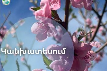 Դեղձենու մասսայական ծաղկումն Արարատյան դաշտում սպասվում է ապրիլի  8-12-ը