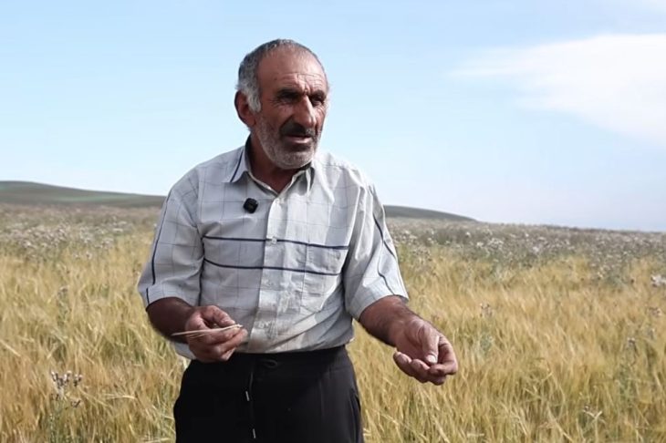 Սիզավետցի գյուղատնտեսի ցորենի, կտավատի, վարսակի և ոսպի դաշտերը․ գյուղատնտեսությունը՝ ճիշտ հաշվարկի արվեստ