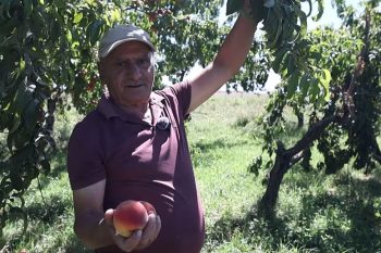 «Քաղաքում ասես վանդակի մեջ լինեմ, գյուղում շունչս բացվում է»․ ինչպե՞ս չհանձնվել՝ սիրելով և պարապ չթողնելով հողը